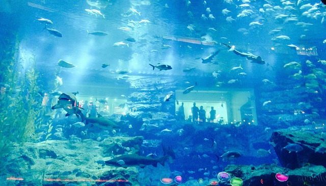 dubaj akvárium